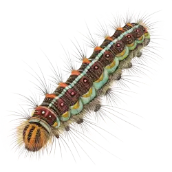 Imagen PNG para descargar